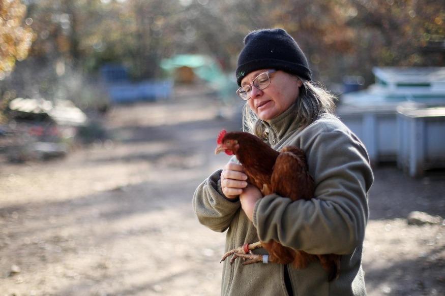Et si vous sauviez une poule de l'abattoir en l'adoptant ?
