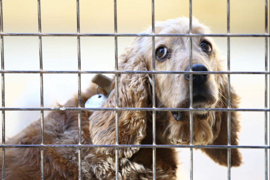 Un député de la Côte d'Azur veut mettre fin aux "achats d'impulsion" pour limiter la maltraitance animale et les abandons